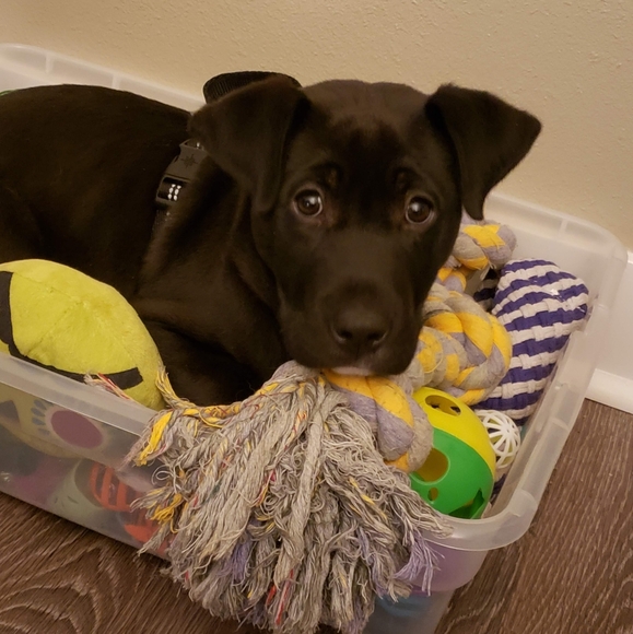 Meet your Posher, Sadie - Picture 2 of 6